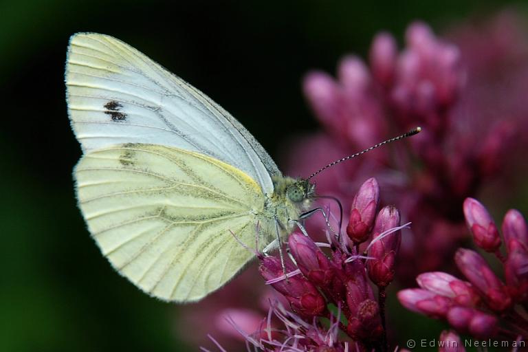 ENE-20070810-0012.jpg - [nl] Klein koolwitje ( Pieris rapae )[en] Small White  Pieris rapae 